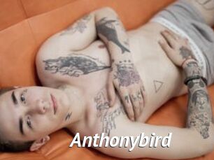 Anthonybird