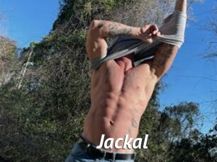 Jackal