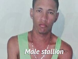 Male_stallion